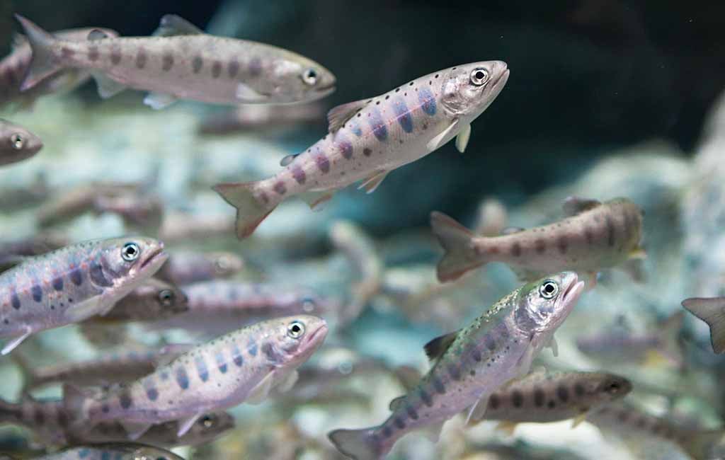 Common Fish Illnesses