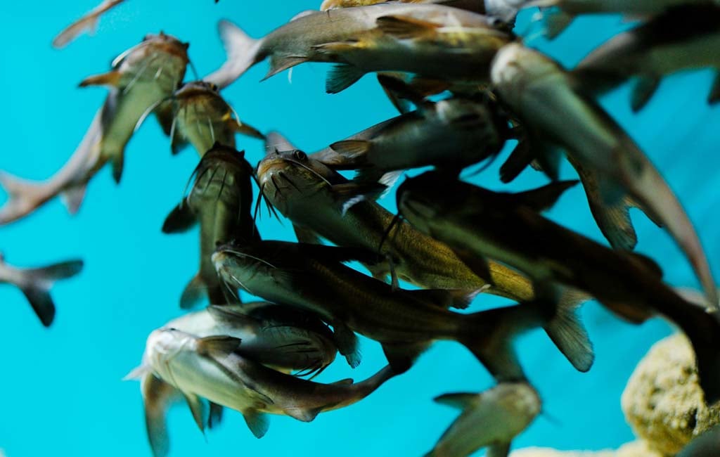 Diagnosing Illness When Fish Are Gathered Together
