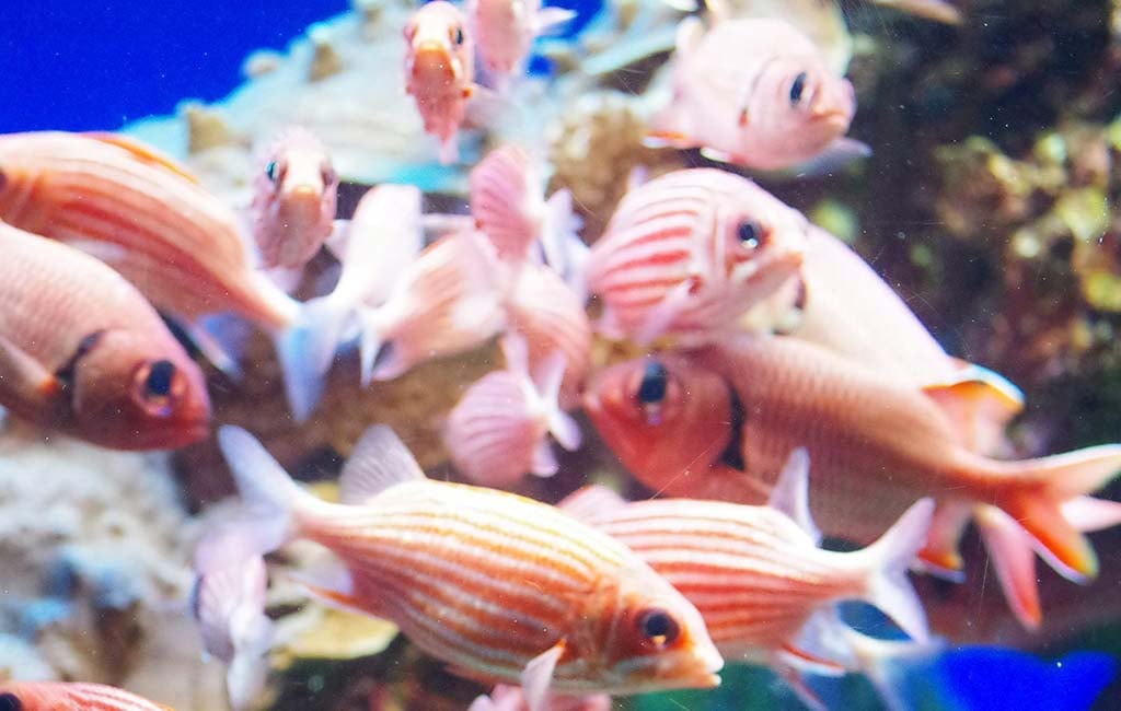 fish gather close