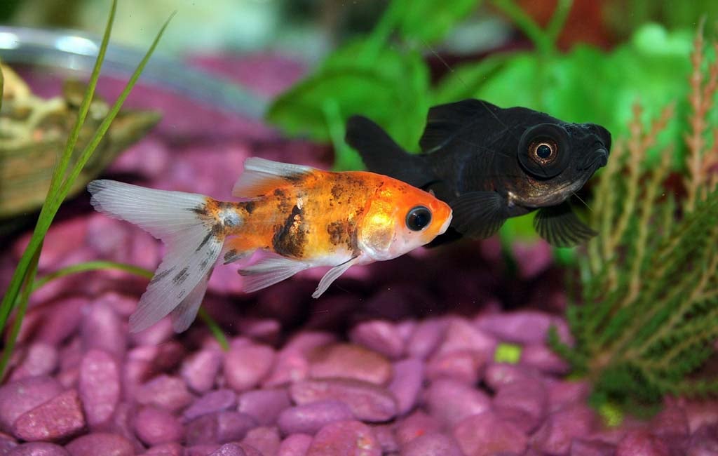 Fish Behavior Looks Like