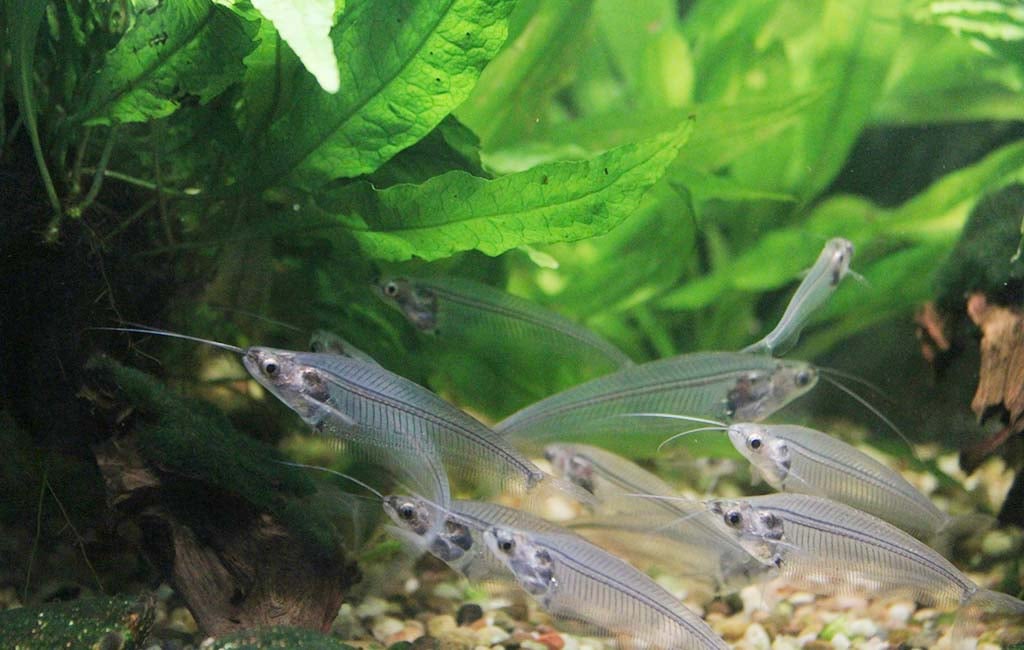 Why Fish Seek Closeness