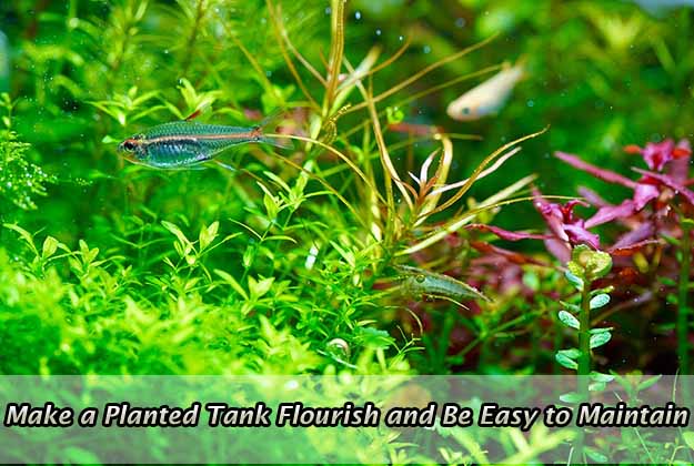 How to Make a Planted Tank Flourish and Be Easy to Maintain