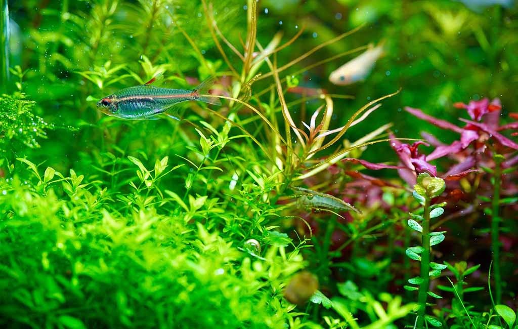 how to make a planted tank flourish