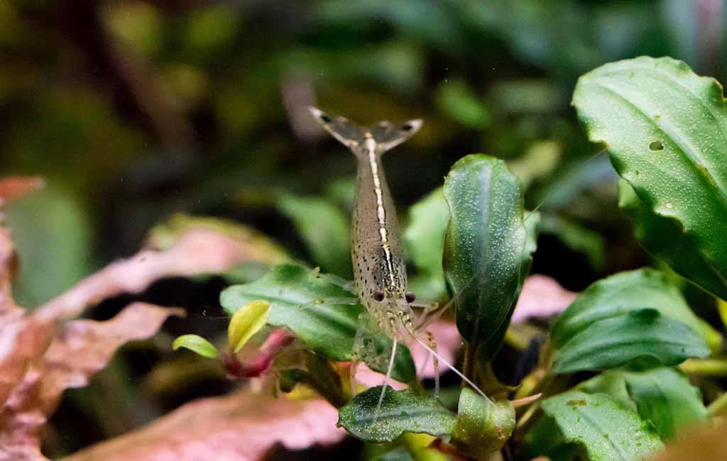 Making Aquatic Plant Maintenance Easy