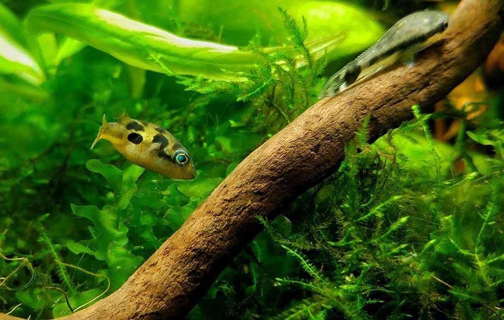 aquarium matching formula