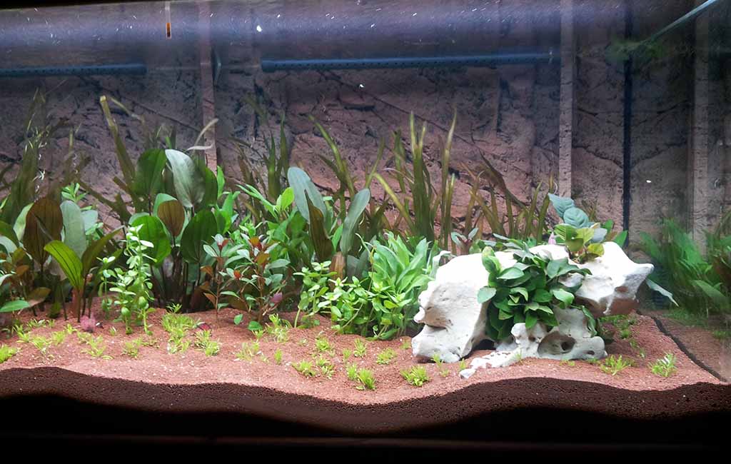 how to a make planted tank easy to maintain