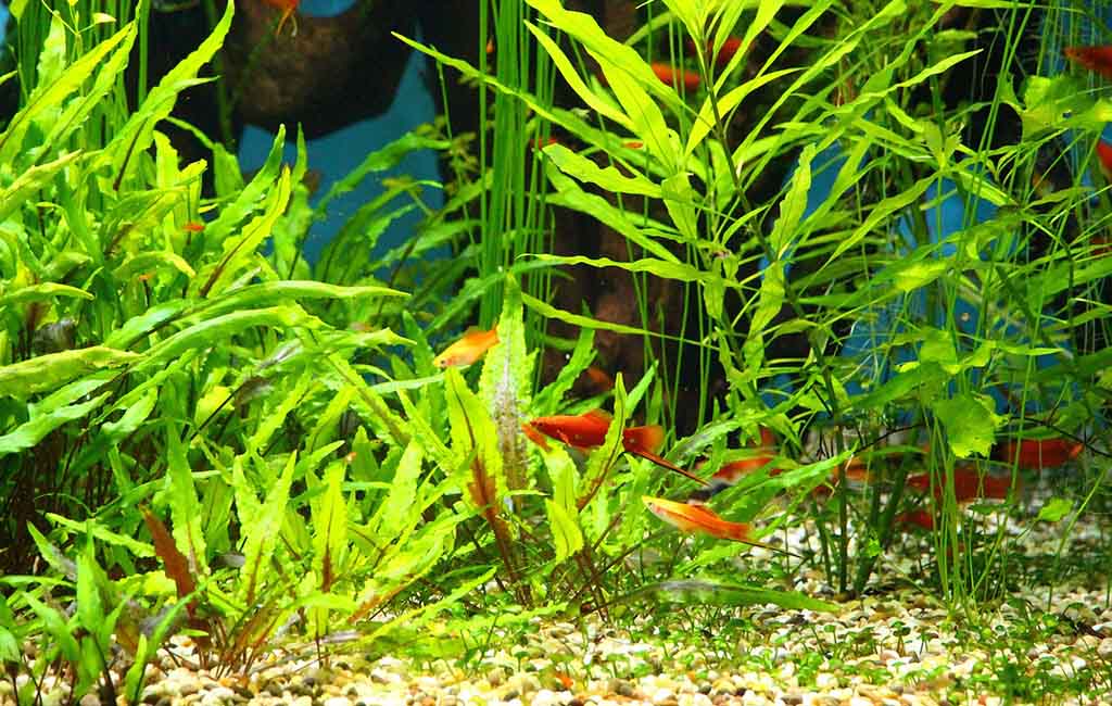 Low-Light Aquarium Plants for Beginners