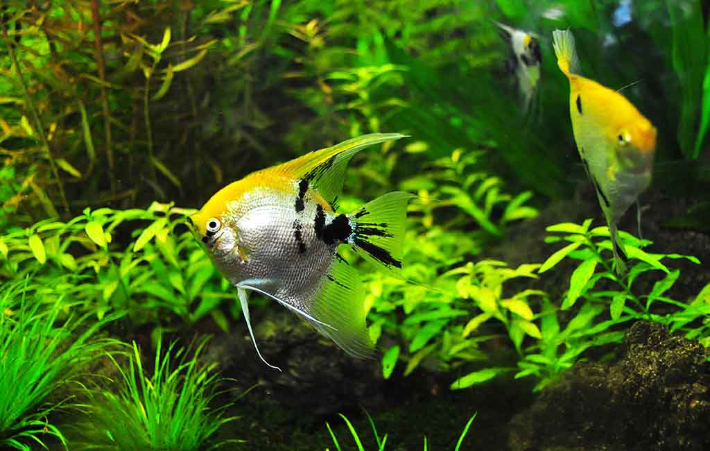 FAQs of Aquarium Plants Maintenance