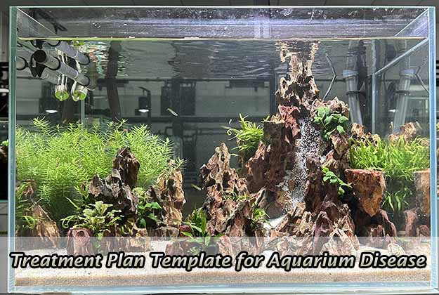 Treatment Plan Template for Aquarium Disease