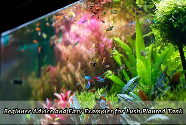 Beginner Advice and Easy Examples for Lush Planted Tank