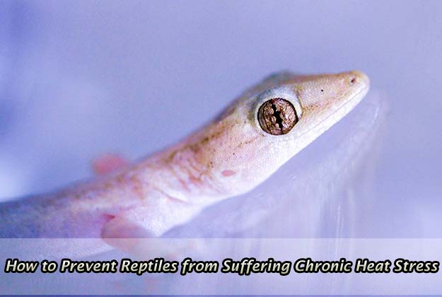 How to Prevent Reptiles from Suffering Chronic Heat Stress