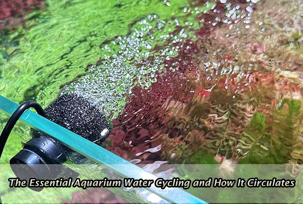 The Essential Aquarium Water Cycling and How It Circulates