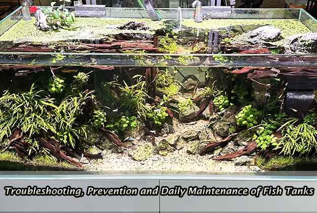 Troubleshooting, Prevention and Daily Maintenance of Fish Tanks