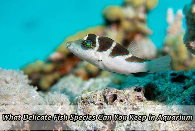 What Delicate Fish Species Can You Keep in Aquarium